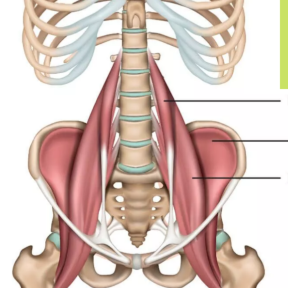 A diagram of the muscles in the pelvic girdle.